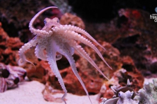 Кракен сайт ссылка kraken dark link
