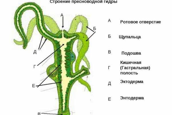 Что такое кракен в интернете