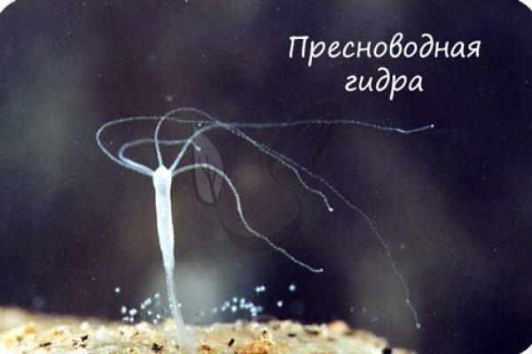 Кракен настоящее зеркало